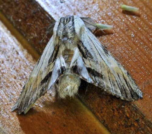 Harpyia milhauseri